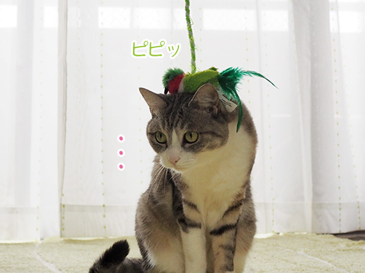 猫じゃらしと猫