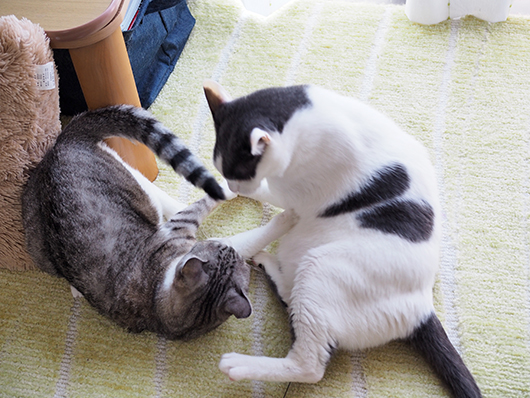 ケンカする猫