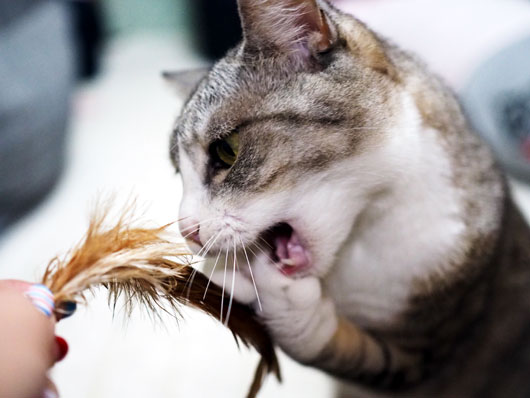 羽根で遊ぶ猫