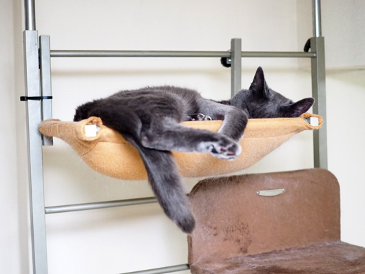 キャットウォークの猫