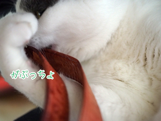 猫とストラップ