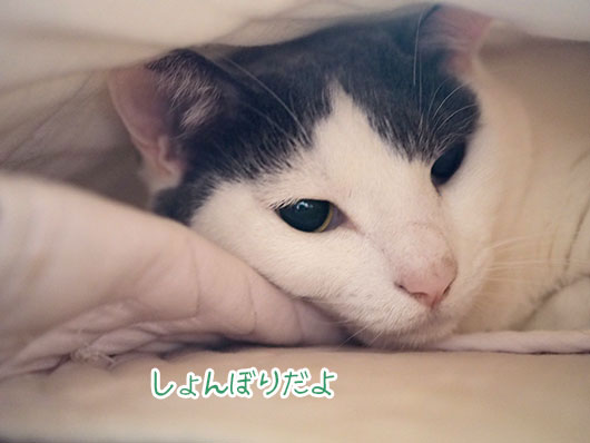 しょんぼりな猫