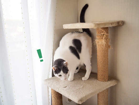 キャットタワーの上の猫