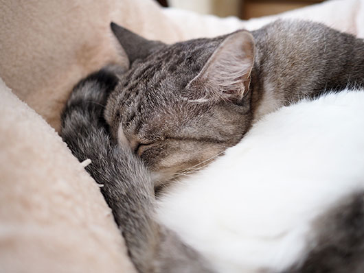 眠る猫