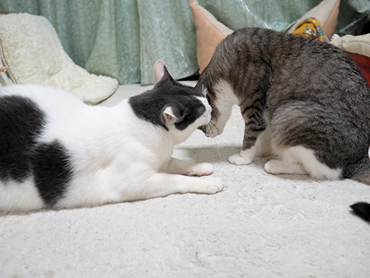 仲良しの猫
