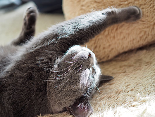 眠る猫