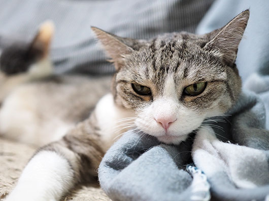 不機嫌な猫