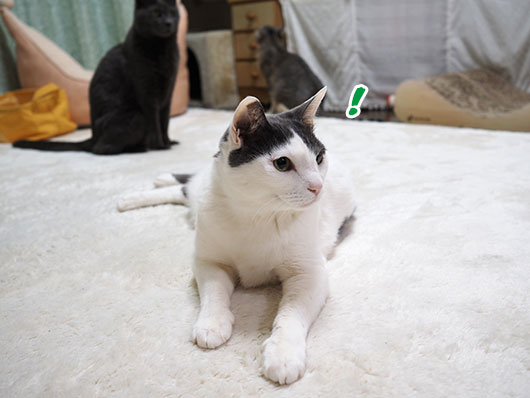 ハチワレねこ