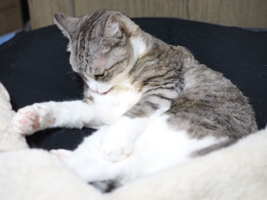 グルーミングする猫