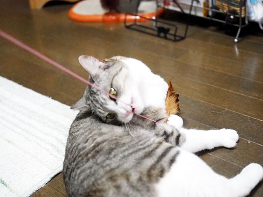 猫じゃらしを離さない猫