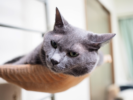 ハンモックの猫