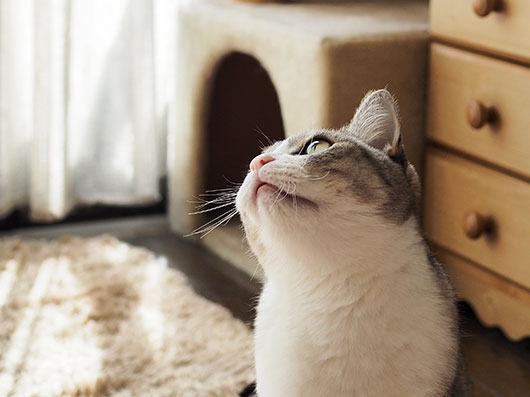 サバ白の猫