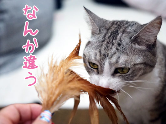 不機嫌な猫