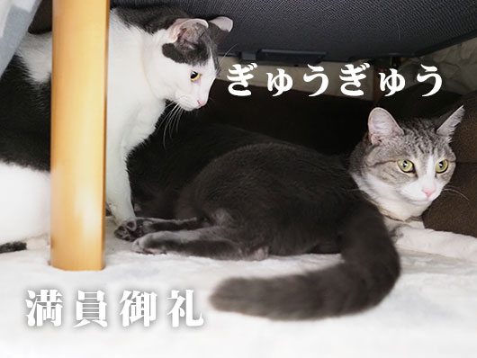 コタツ猫