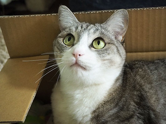 箱ねこ