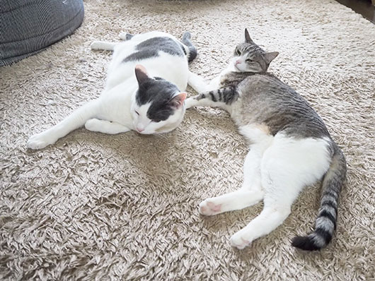 まったりする猫