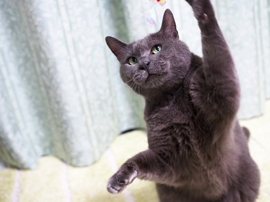 猫じゃらしで遊ぶ猫