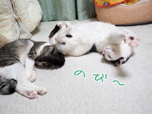 ねこ3