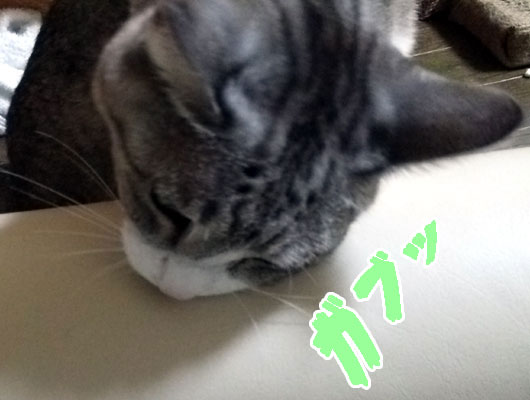 ストレッチポールに噛みつく猫