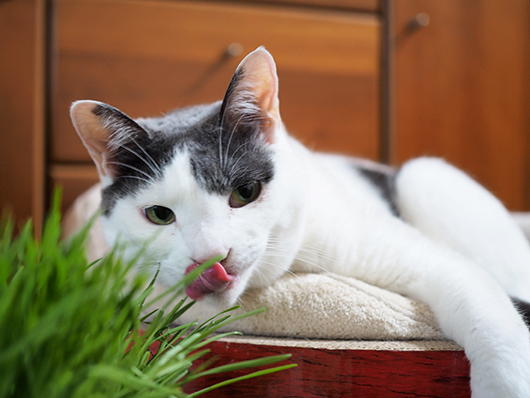 猫草と猫