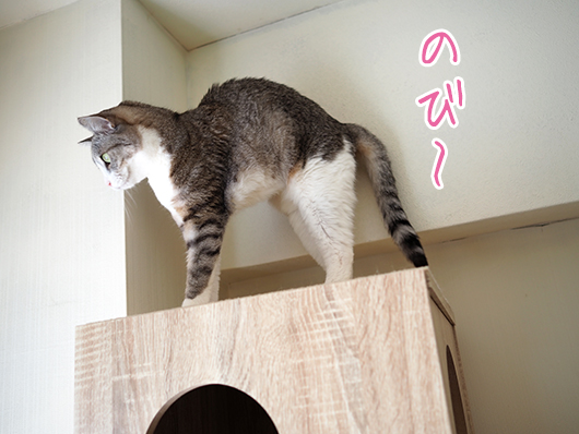 伸びをする猫