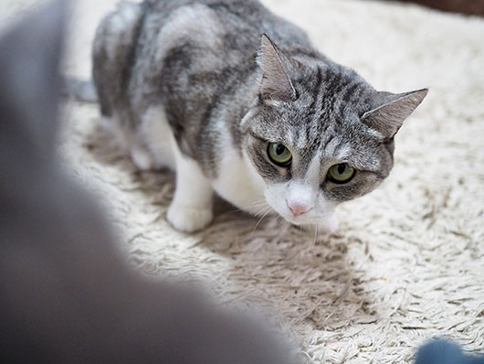 険しい目つきの猫