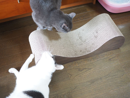 新しい爪とぎ