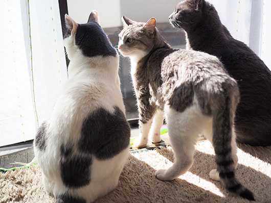 日向ぼっこする猫