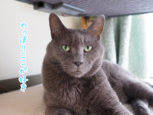 グレ猫