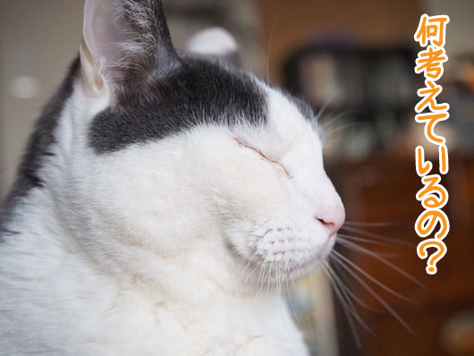 瞑想する猫