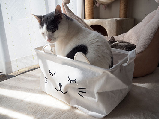 カゴの中の猫