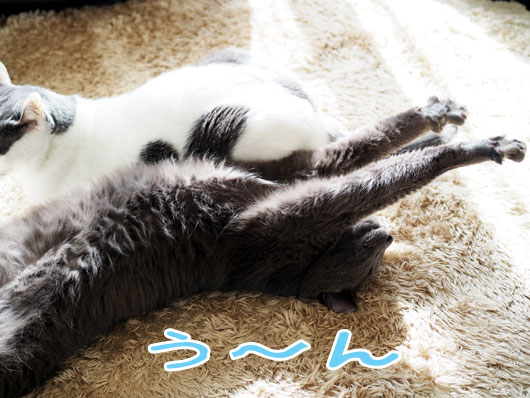 伸びをする猫