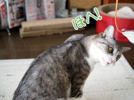 猫じゃらしとねこ