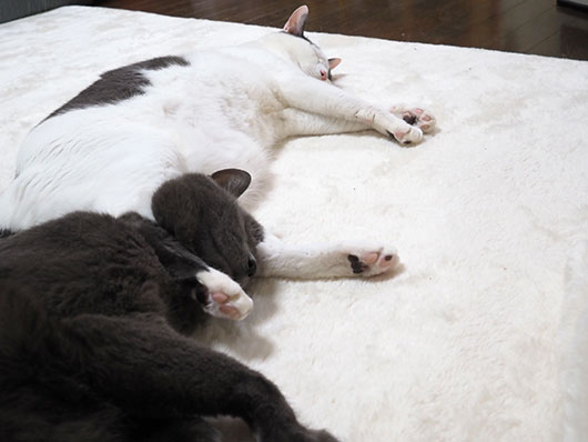 眠る猫