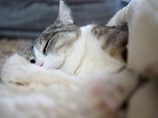 寒い日の猫