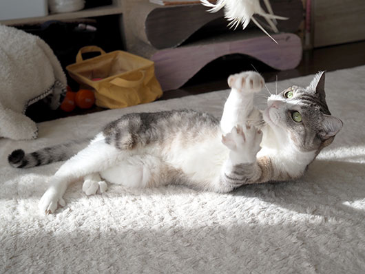 猫じゃらしで遊ぶ猫