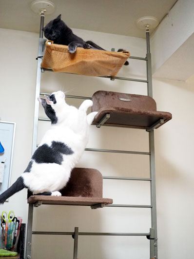 キャットウォークと猫