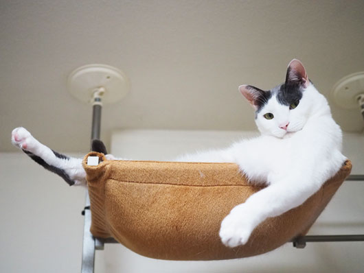なぜか誰もが偉そうになる場所 ねこ3生活 Powered By ライブドアブログ なぜか誰もが偉そうになる場所 ねこ3生活 Powered By ライブドアブログ