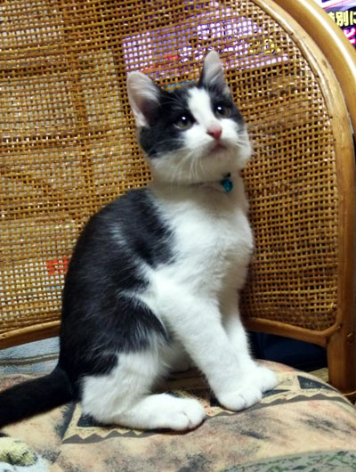 子猫