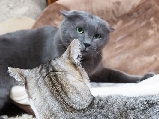 イカ耳の猫