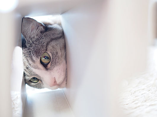 ティッシュボックスと猫