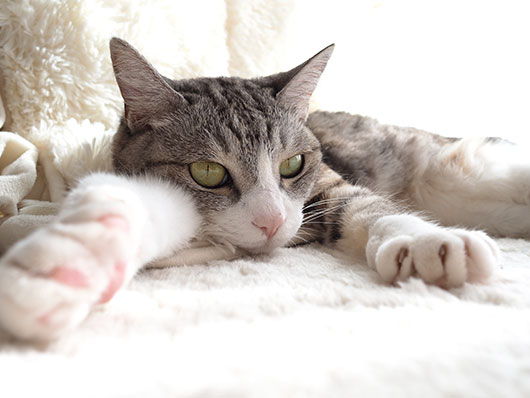サバ白の猫