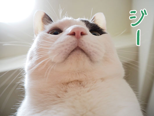 にらむ猫