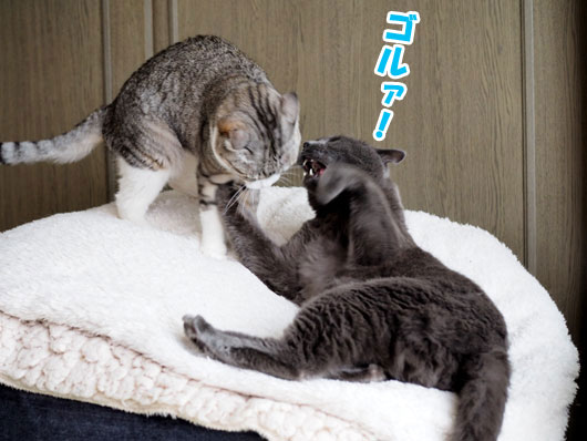 ケンカする猫
