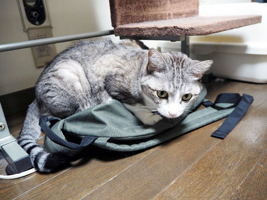 袋を占領する猫