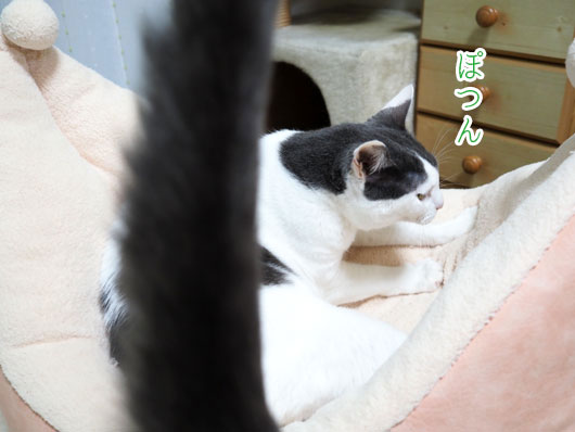 逃げられた猫