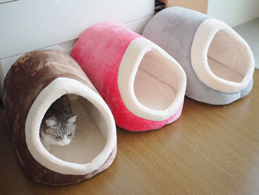 キャットハウスの猫