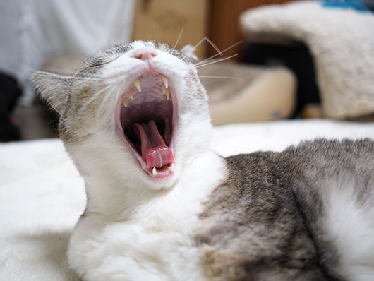 あくびする猫