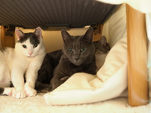 コタツの中の猫