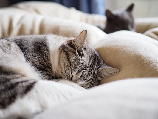 眠る猫